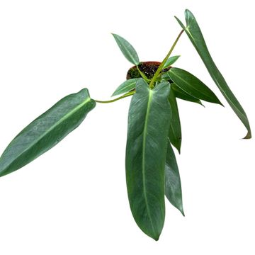 Philodendron spiritus-sancti