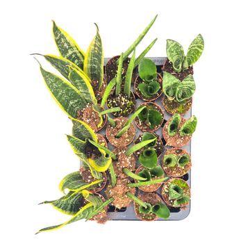 Sansevieria MIX