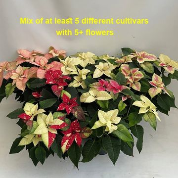 Euphorbia pulcherrima MIX