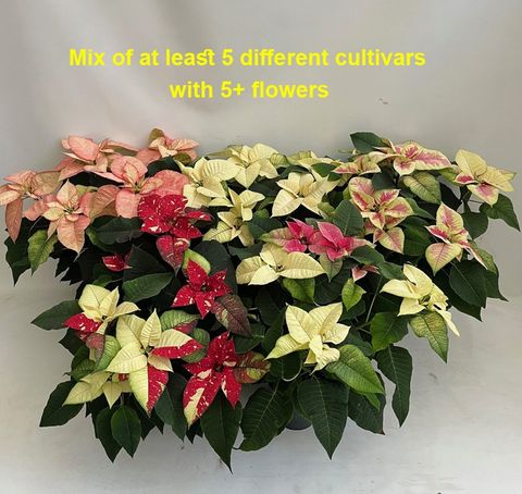 Euphorbia pulcherrima MIX