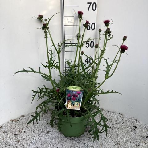 Cirsium rivulare 'Atropurpureum'