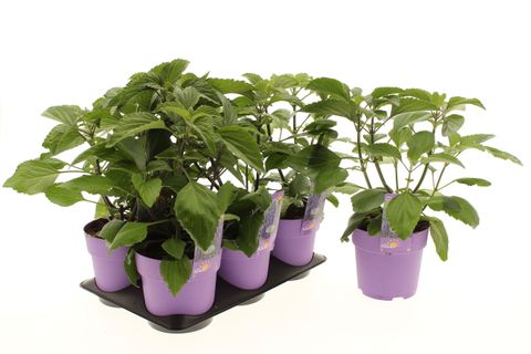 Salvia MYSTIC SPIRES BLUE