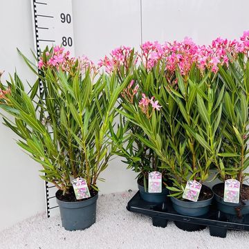 Nerium oleander