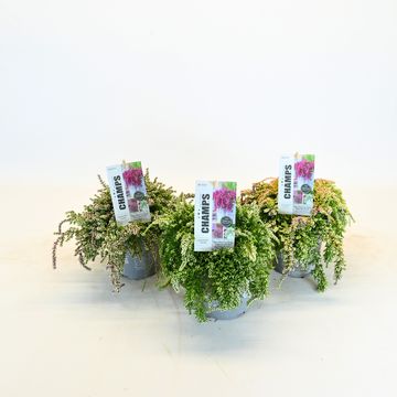 Calluna vulgaris BEAUTY LADIES MIX