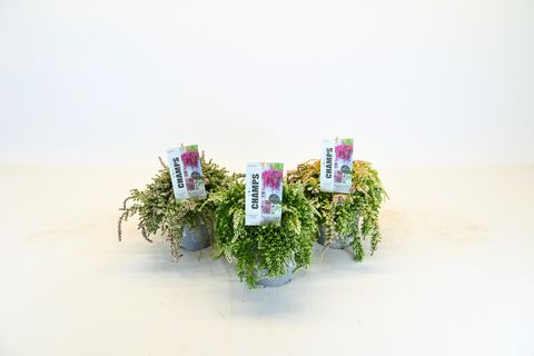 Calluna vulgaris BEAUTY LADIES MIX