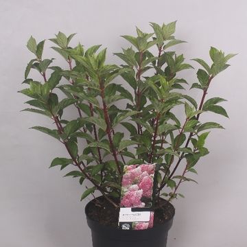 Hydrangea paniculata VANILLE FRAISE