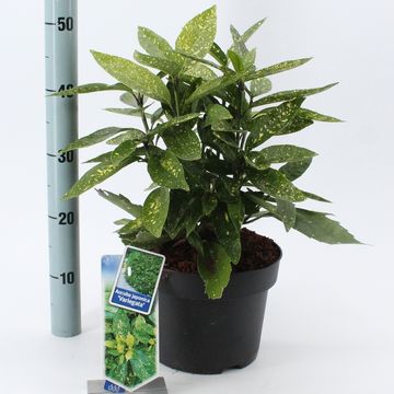 Aucuba japonica 'Variegata'