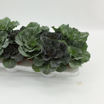 Brassica oleracea MIX