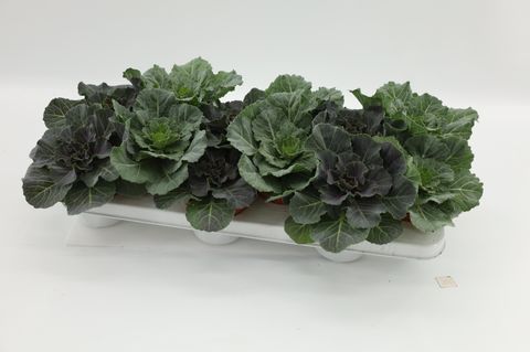 Brassica oleracea MIX