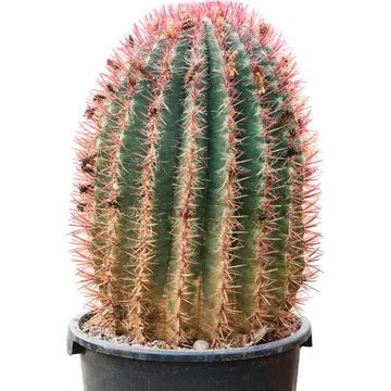 Ferocactus stainesii