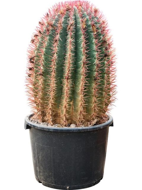 Ferocactus stainesii
