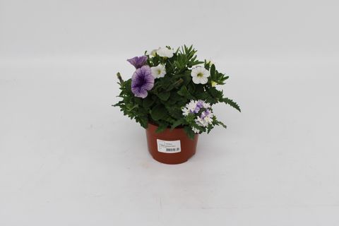 Perkplanten MIX IN POT