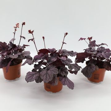 Heuchera 'Sugar Plum'