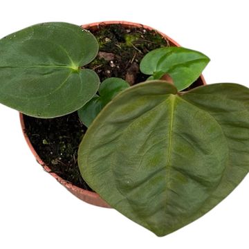 Anthurium papillilaminum