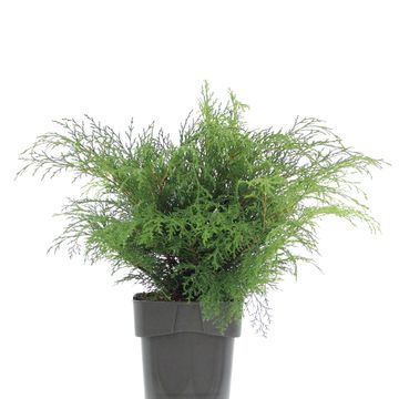 Microbiota decussata