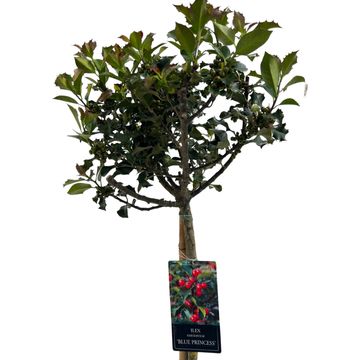 Ilex x meserveae 'Blue Princess'