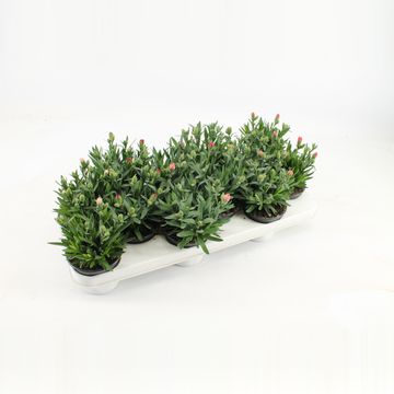 Диантус chinensis MIX