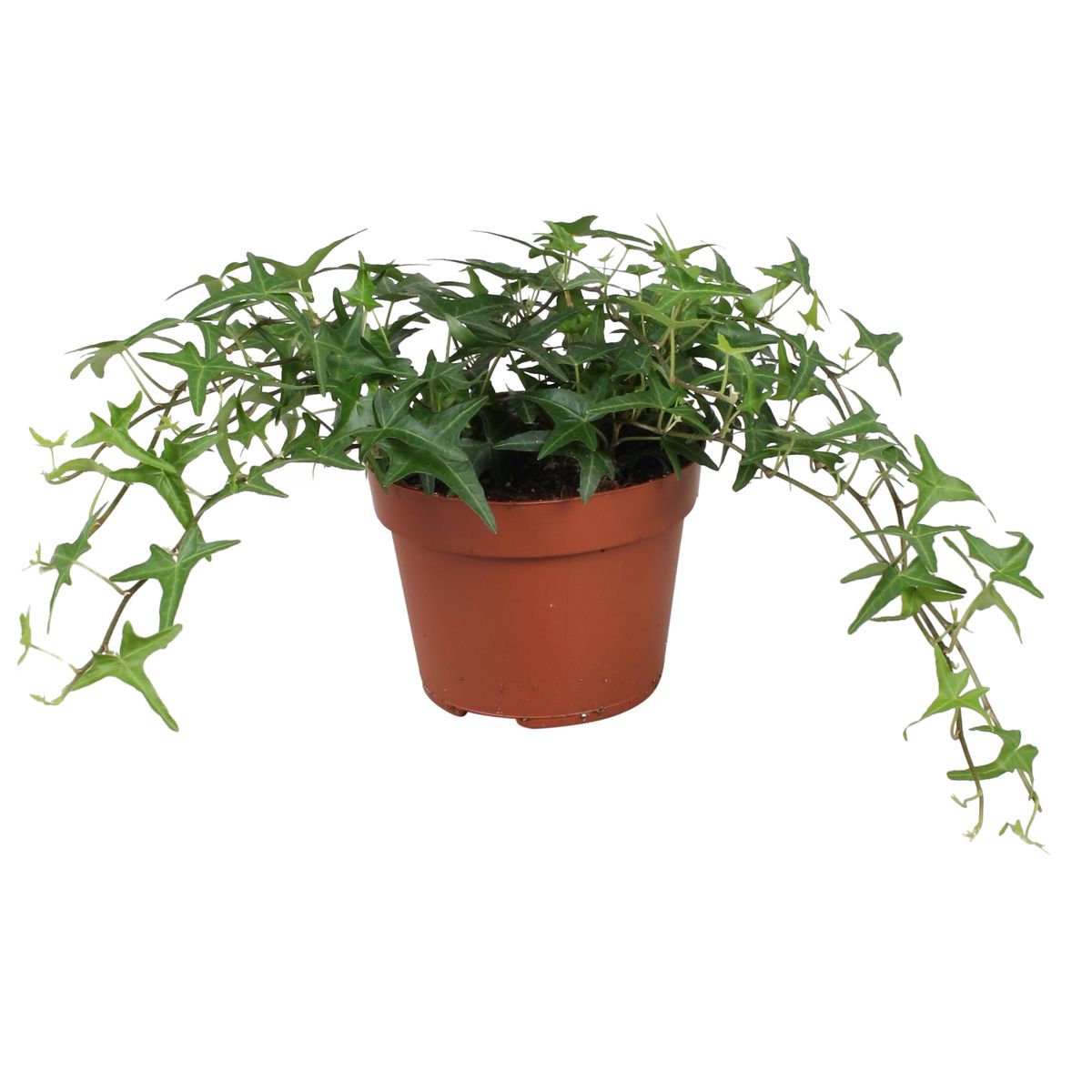 Hedera helix 'Sagittifolia'  Pflanzengrohandel FlorAccess