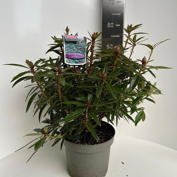 Rhododendron 'Graziella'