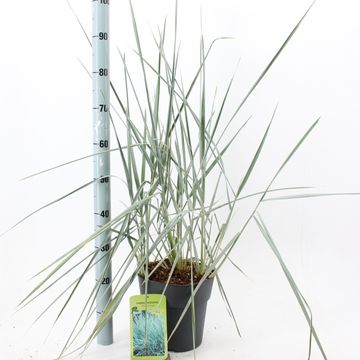 Leymus arenarius 'Blue Dune'