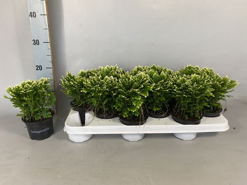 Selaginella martensii 'Jori Compact'