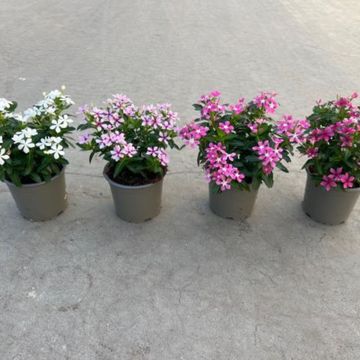 Catharanthus roseus MIX