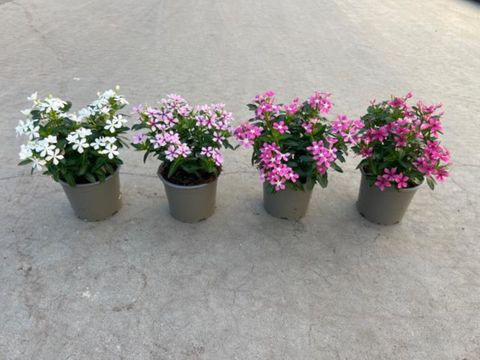 Catharanthus roseus MIX