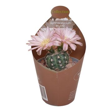Gymnocalycium bruchii