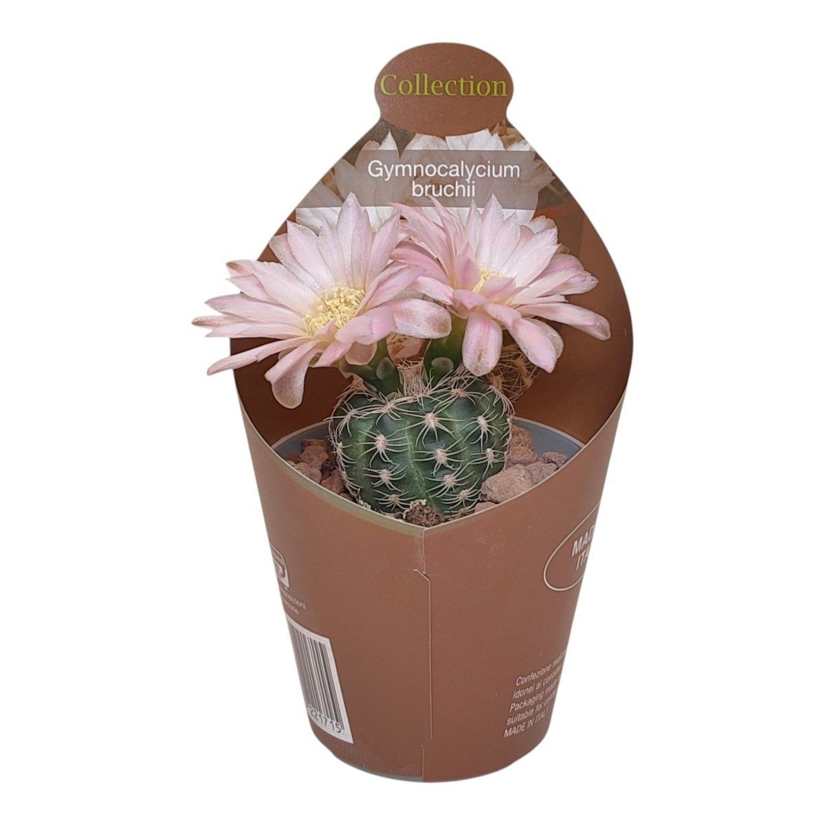 Gymnocalycium bruchii  Pflanzengrohandel FlorAccess