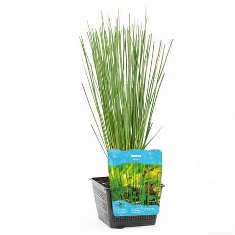 Juncus effusus