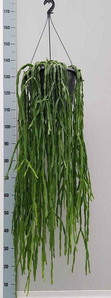 Rhipsalis paradoxa