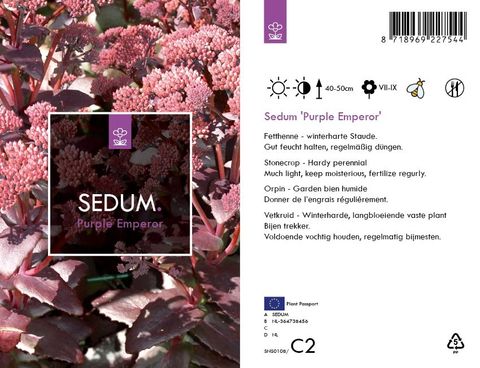 Sedum 'Purple Emperor'