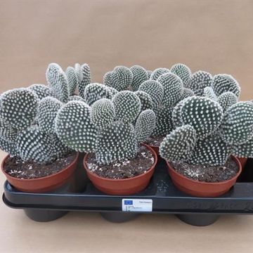 Opuntia microdasys 'Albispina'