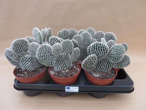 Opuntia microdasys 'Albispina'