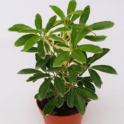 Schefflera arboricola 'Moondrop' — Plant Wholesale FlorAccess