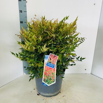 Nandina domestica 'Gulf Stream'