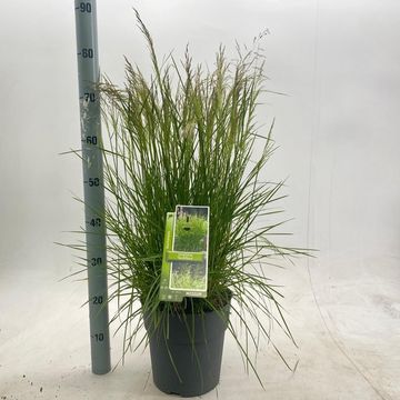 Deschampsia cespitosa 'Tardiflora'