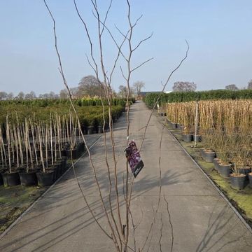 Cercis canadensis 'Merlot'