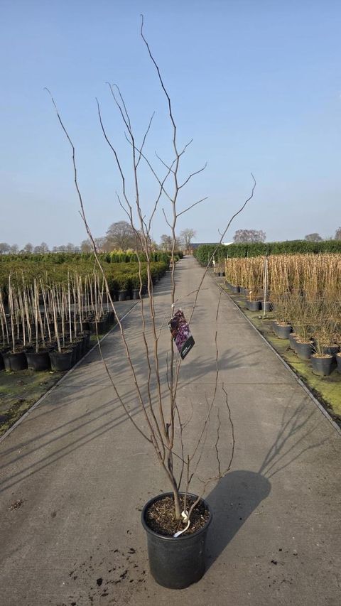 Cercis canadensis 'Merlot'