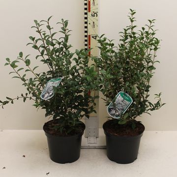 Osmanthus x burkwoodii