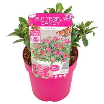 Buddleja davidii BUTTERFLY CANDY LITTLE RUBY