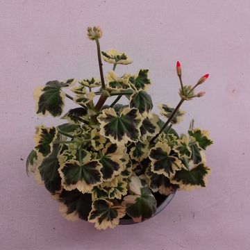 Pelargonium 'Frank Headly'