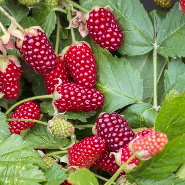 Rubus x loganobaccus THORNLESS LOGANBERRY