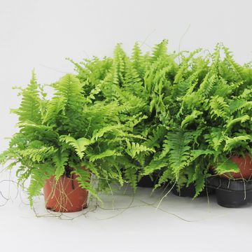 Nephrolepis exaltata 'Bostoniensis'