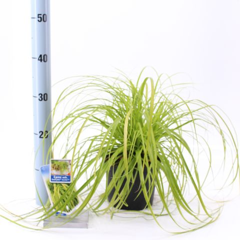 Carex oshimensis EVERCOLOR EVERILLO