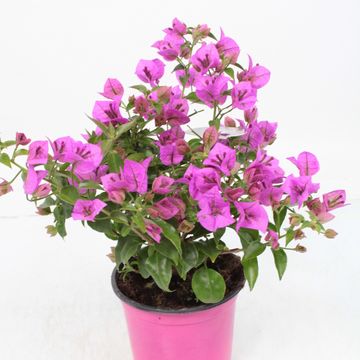 Bougainvillea 'Alexandra'