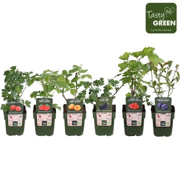 Plantas frutales MIX