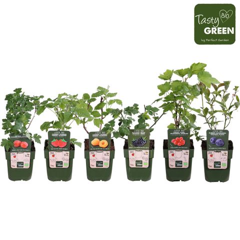 Plantes fruitières MIX