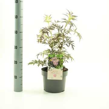 Sambucus nigra BLACK LACE