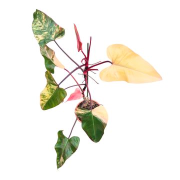 Philodendron 'Strawberry Shake'